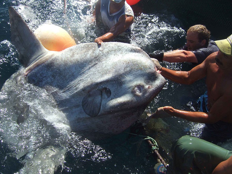 У берегов Африки поймали самую большую рыбу в истории (не считая акул)