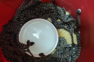 В Калифорнии под домом нашли гнездо из 90 гремучих змей