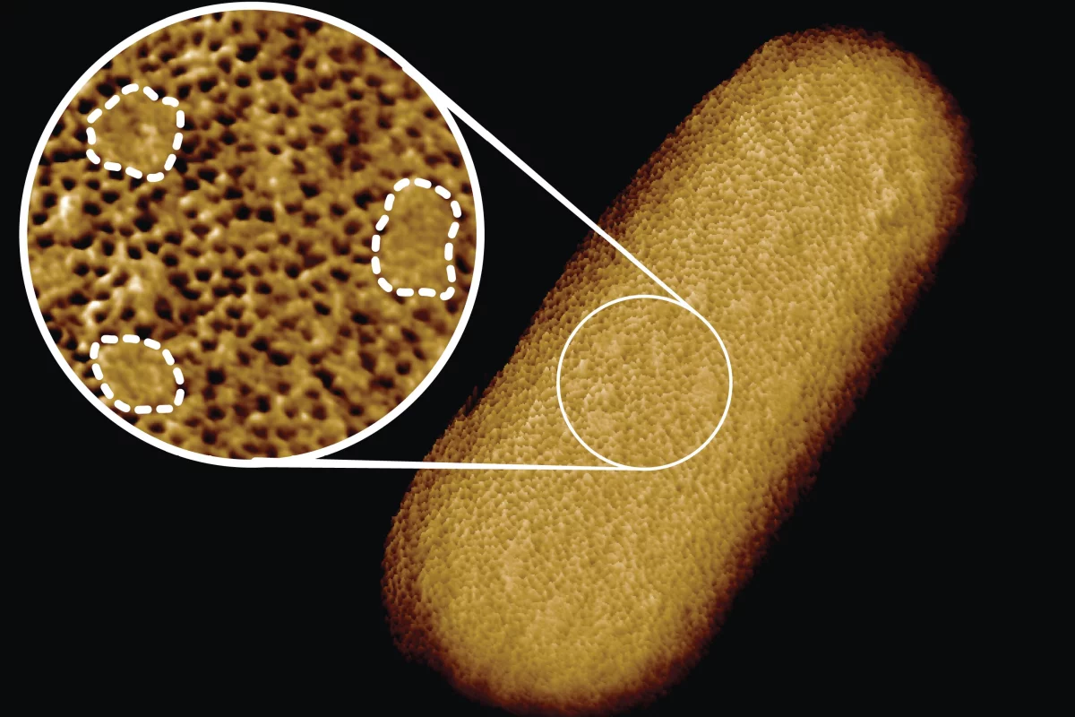 Микробиологи сделали самые четкие в истории снимки живых бактерий