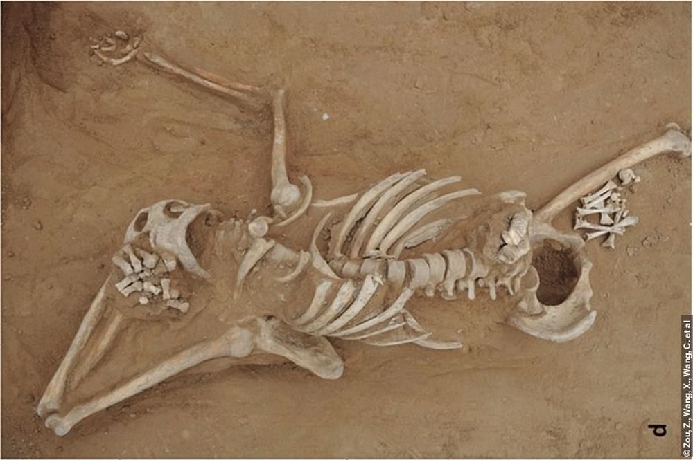 Убийство и разграбление могил: археологи раскрыли дело 1300-летней давности