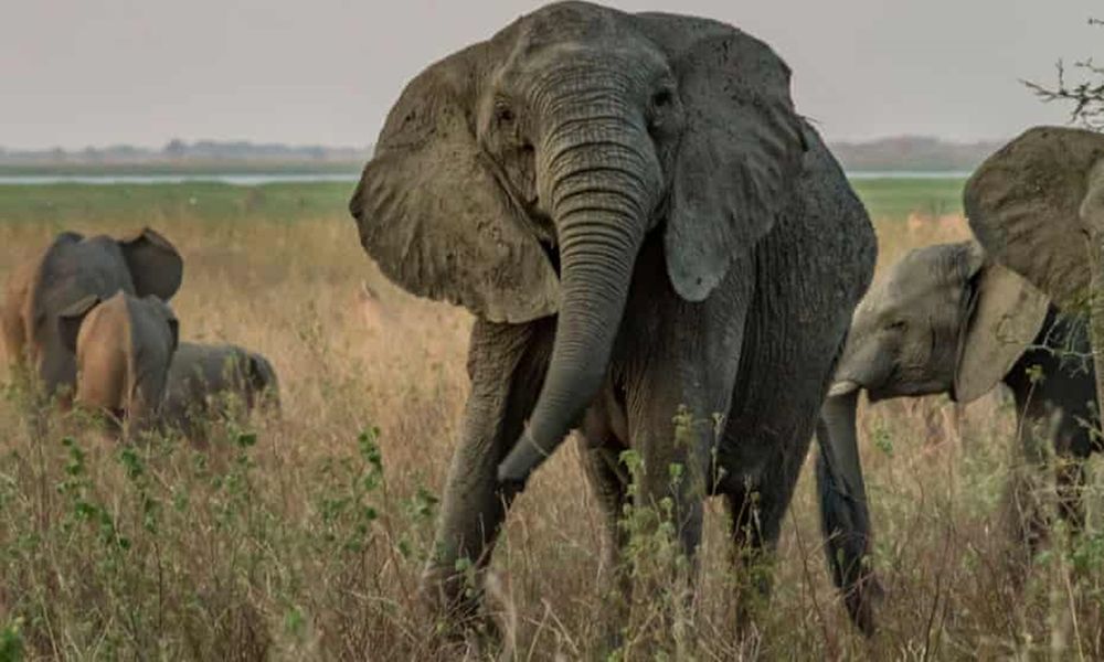 Биологи выяснили, почему африканские слоны стали рождаться без бивней.Вокруг Света. Украина