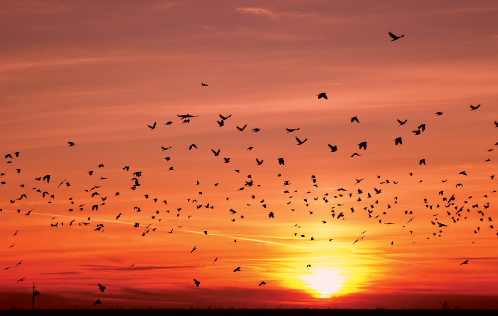 Перелетные птицы могут прекратить миграцию из-за глобального потепления.Вокруг Света. Украина