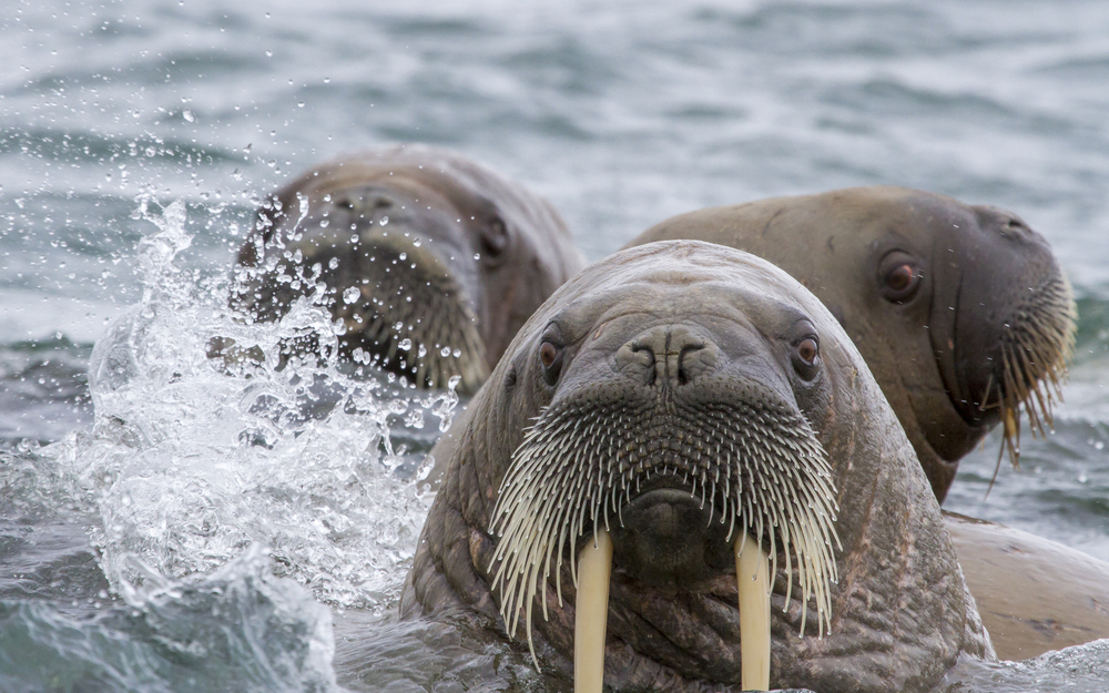 Перепись клыкастых: моржей Арктики посчитают из космоса