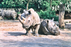 В мире остался всего один северный белый носорог, способный возродить вид