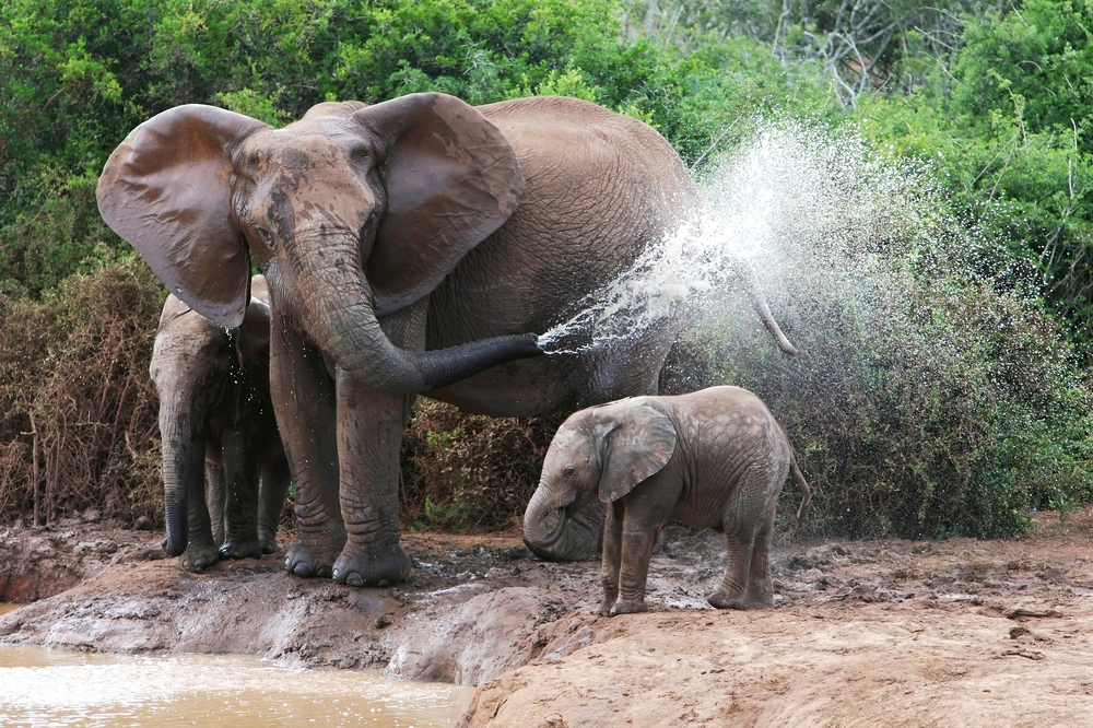 В Южной Африке слон затоптал браконьера.Вокруг Света. Украина