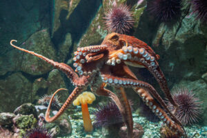 Морские биологи впервые сняли ясли осьминога