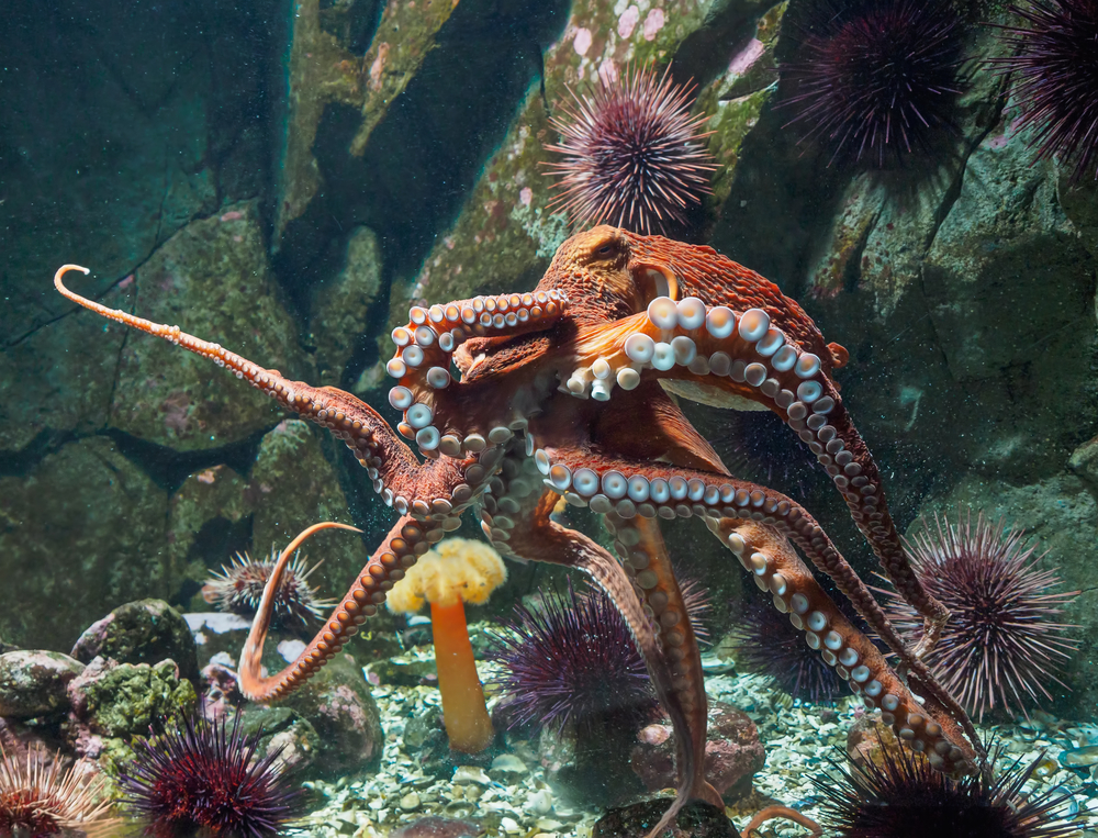 Морские биологи впервые сняли ясли осьминога