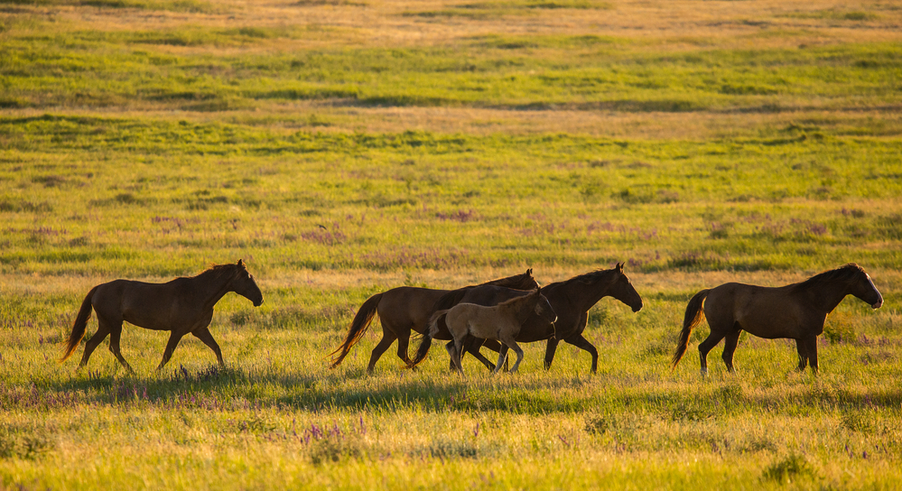 Современные домашние лошади появились в степях Причерноморья