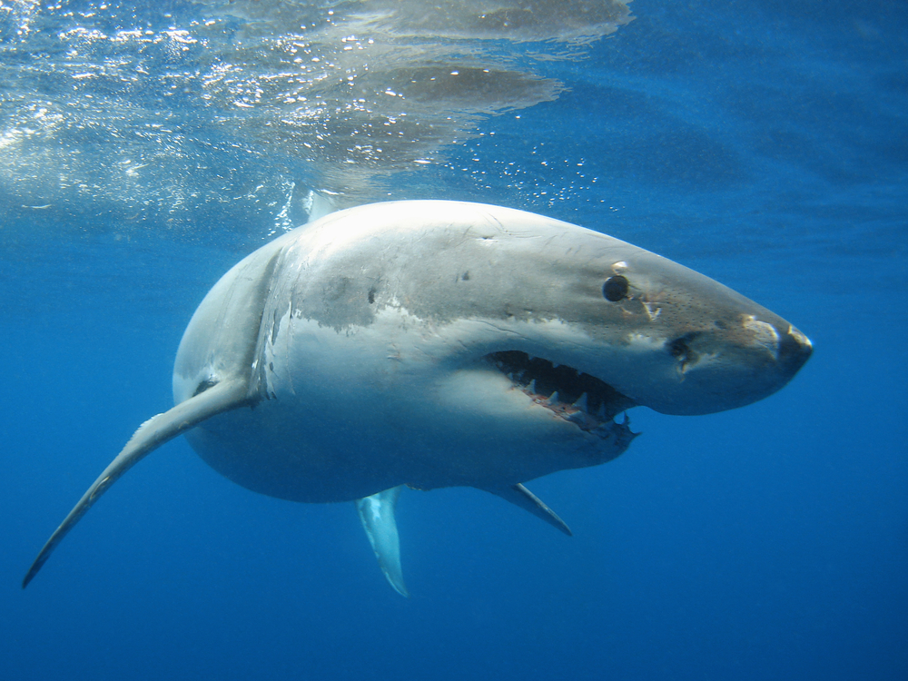 Почему акулы нападают на людей