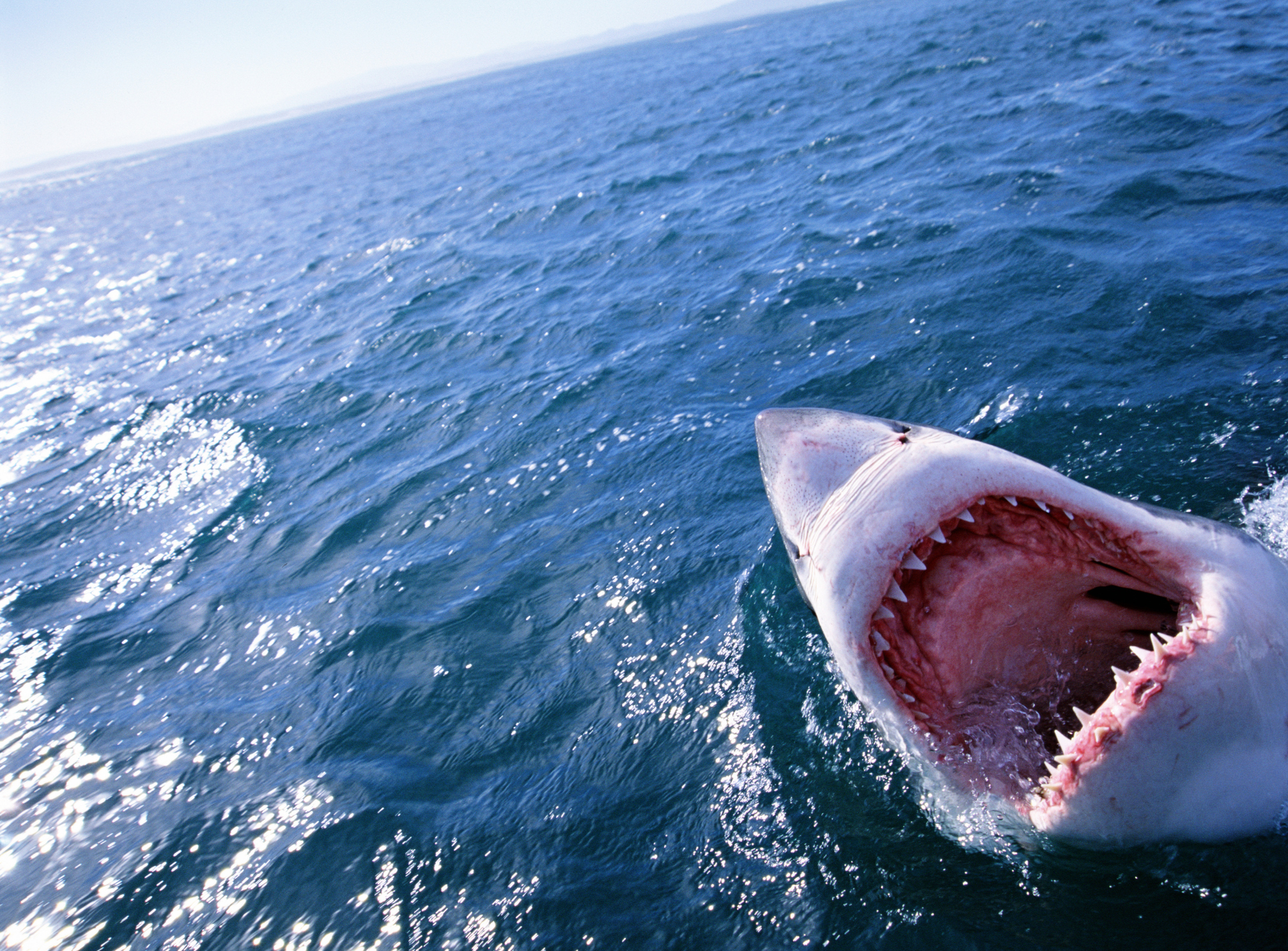 Самые странные акулы: огромные глаза, светящиеся шипы, плавники-ноги и карманы для феромонов