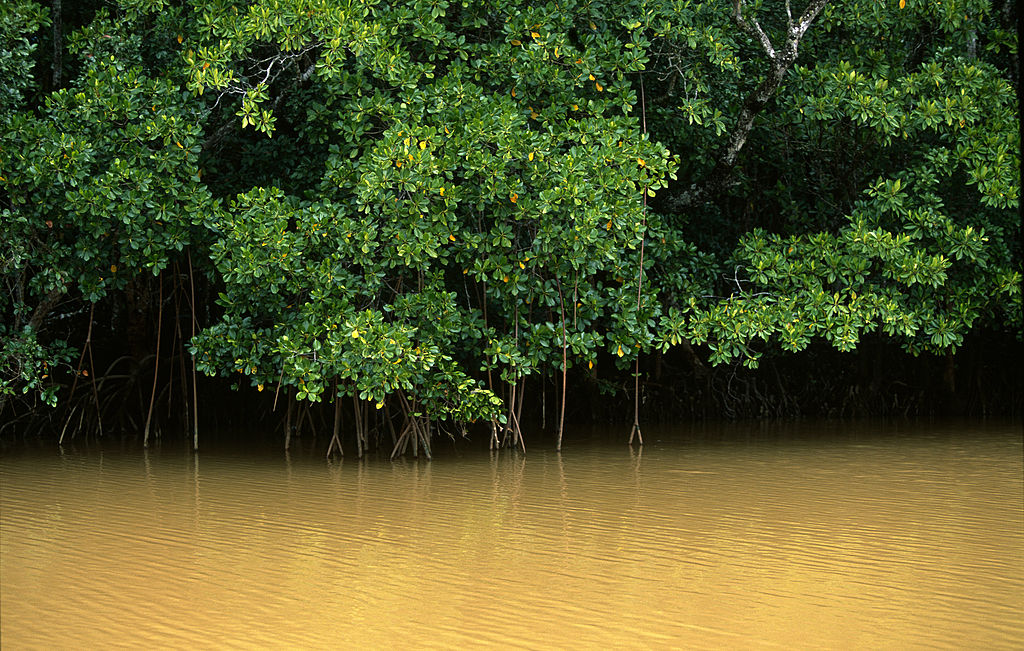 В ловушке времени: как в Мексике появился реликтовый мангровый лес вдали от океана