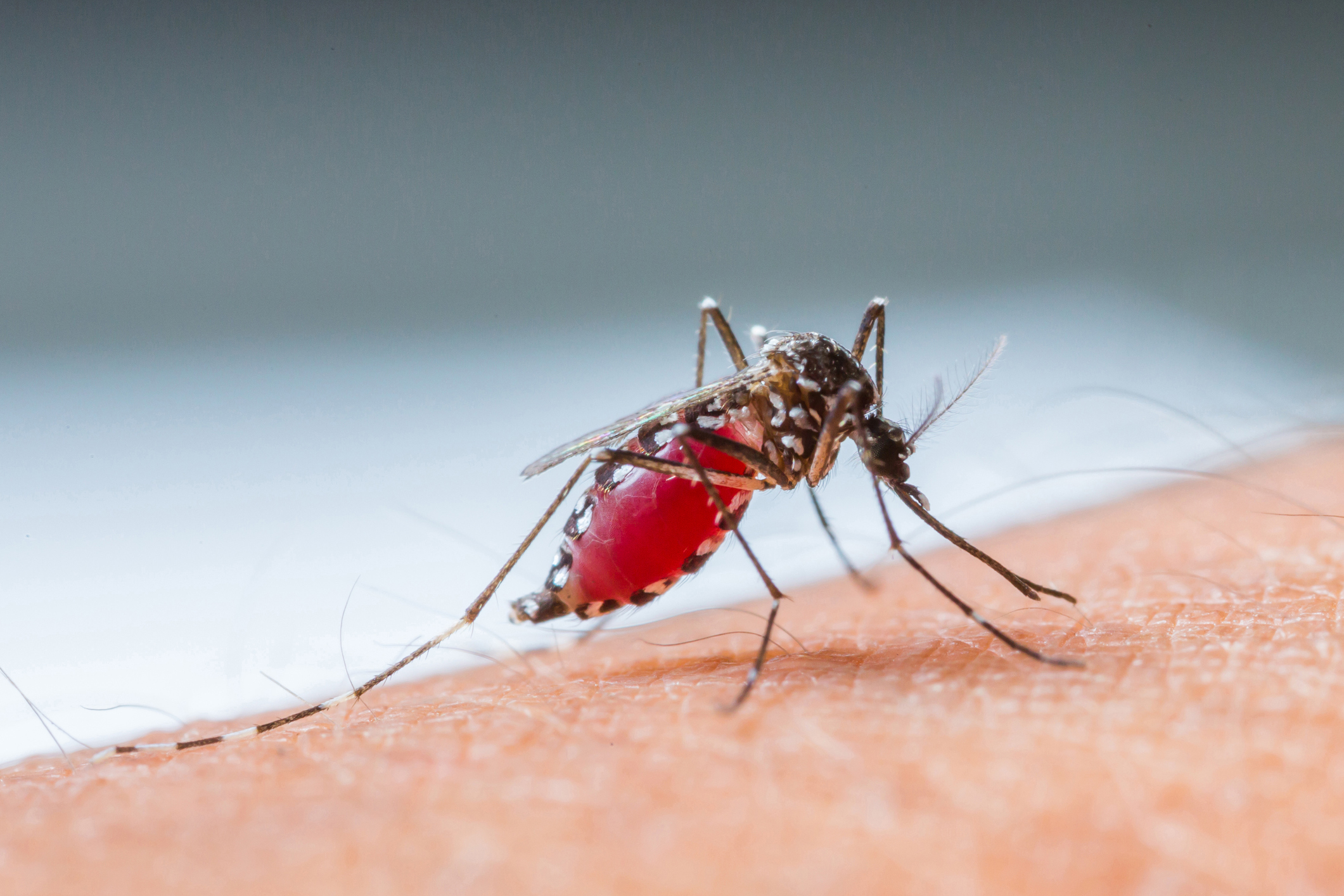 Ученые обманули малярийных комаров, заставив их пить свекольный сок вместо крови.Вокруг Света. Украина