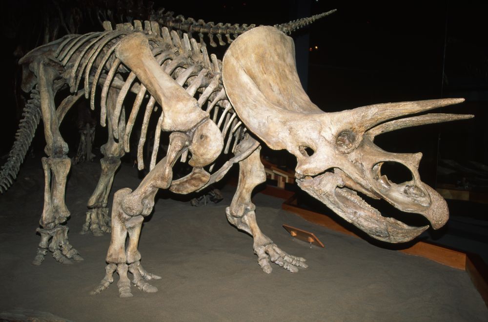 Самый полный в мире скелет трицератопса продан за $8 млн. на парижском аукционе.Вокруг Света. Украина