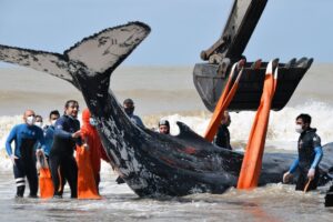 Экскаватором и руками: в Аргентине спасли двух горбатых китов