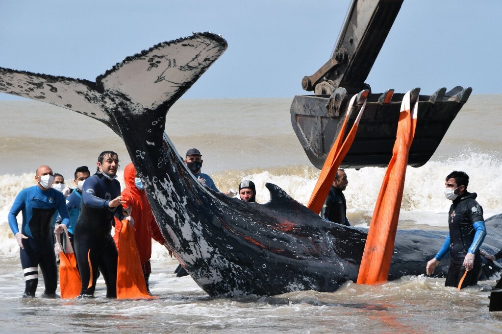 Экскаватором и руками: в Аргентине спасли двух горбатых китов.Вокруг Света. Украина