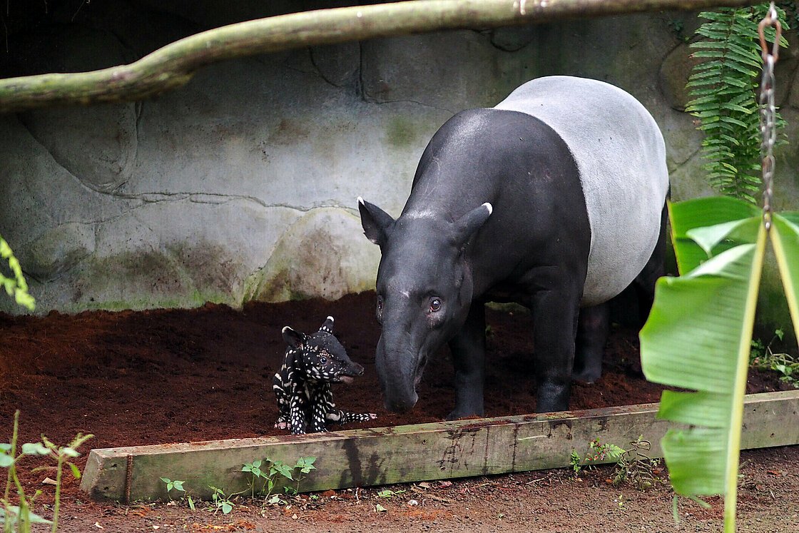В зоопарке Германии родился вымирающий чепрачный тапир.Вокруг Света. Украина