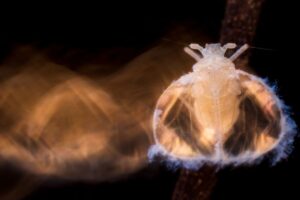 Глаз чайки, паук-рысь и пещерная фея: опубликованы лучшие работы конкурса эко-фотографии