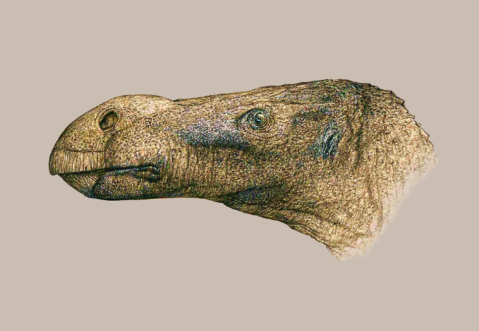 Палеонтологи открыли новый вид динозавра-игуанодонта с выпуклым носом