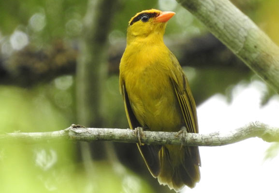 В Южной Америке открыли новый вид красочных птиц танагр