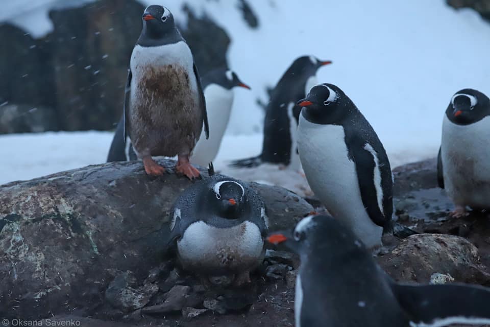станция Вернадский, пингвины