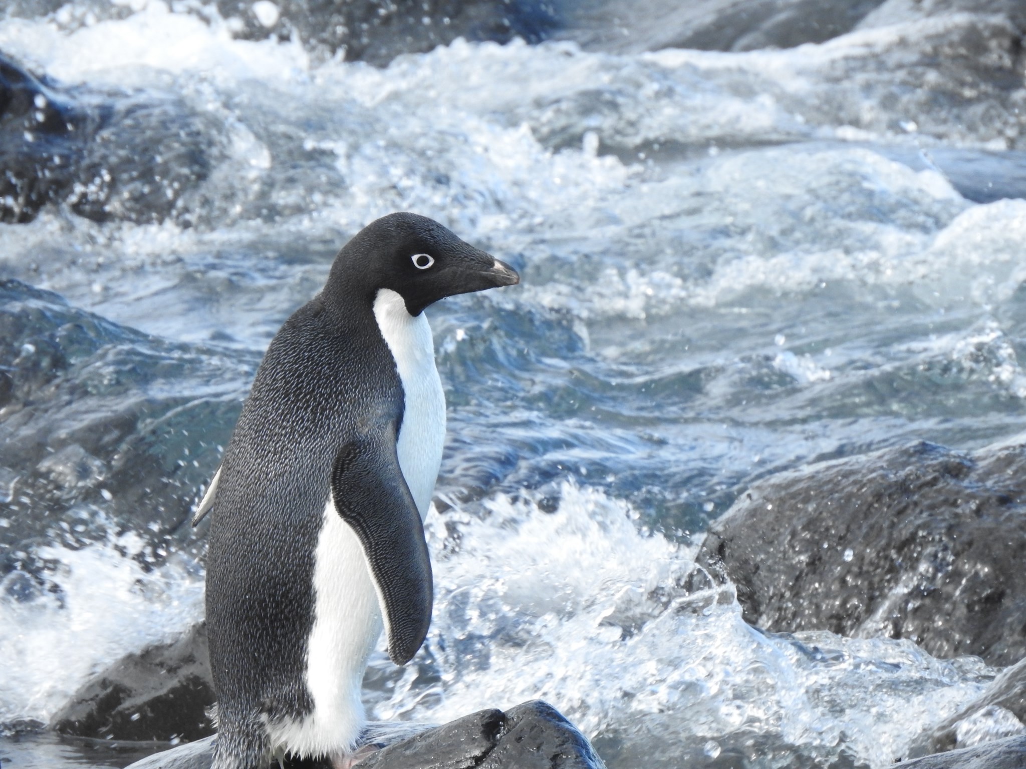 Пингвин в одиночку проплыл 3000 км до Новой Зеландии, и никто не понял, зачем.Вокруг Света. Украина