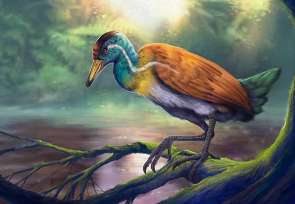 В Бразилии нашли окаменелости неизвестной ископаемой птицы возрастом 115 млн лет.Вокруг Света. Украина