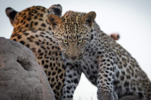 Большие кошки – это любовь: усатые-полосатые Африки глазами фотографа