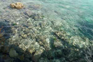 На Марианских островах стремительно исчезают кораллы. Кто и как их спасает?