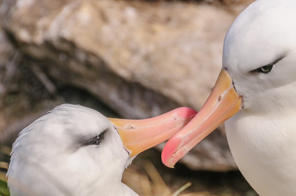 Из-за глобального потепления альбатросы стали «разводиться» чаще .Вокруг Света. Украина