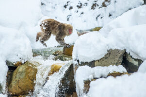 В Японии снежные обезьяны ходят на рыбалку, чтобы пережить суровую зиму