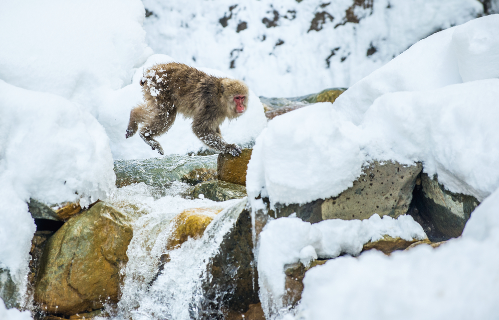 В Японии снежные обезьяны ходят на рыбалку, чтобы пережить суровую зиму