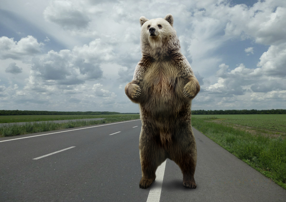 В США медведь вырыл берлогу прямо под жилым домом.Вокруг Света. Украина