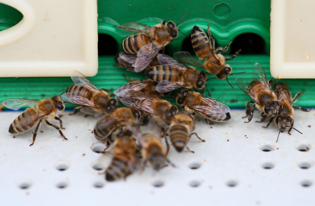 Азиатские пчелы кричат от страха при нападении гигантских шершней.Вокруг Света. Украина