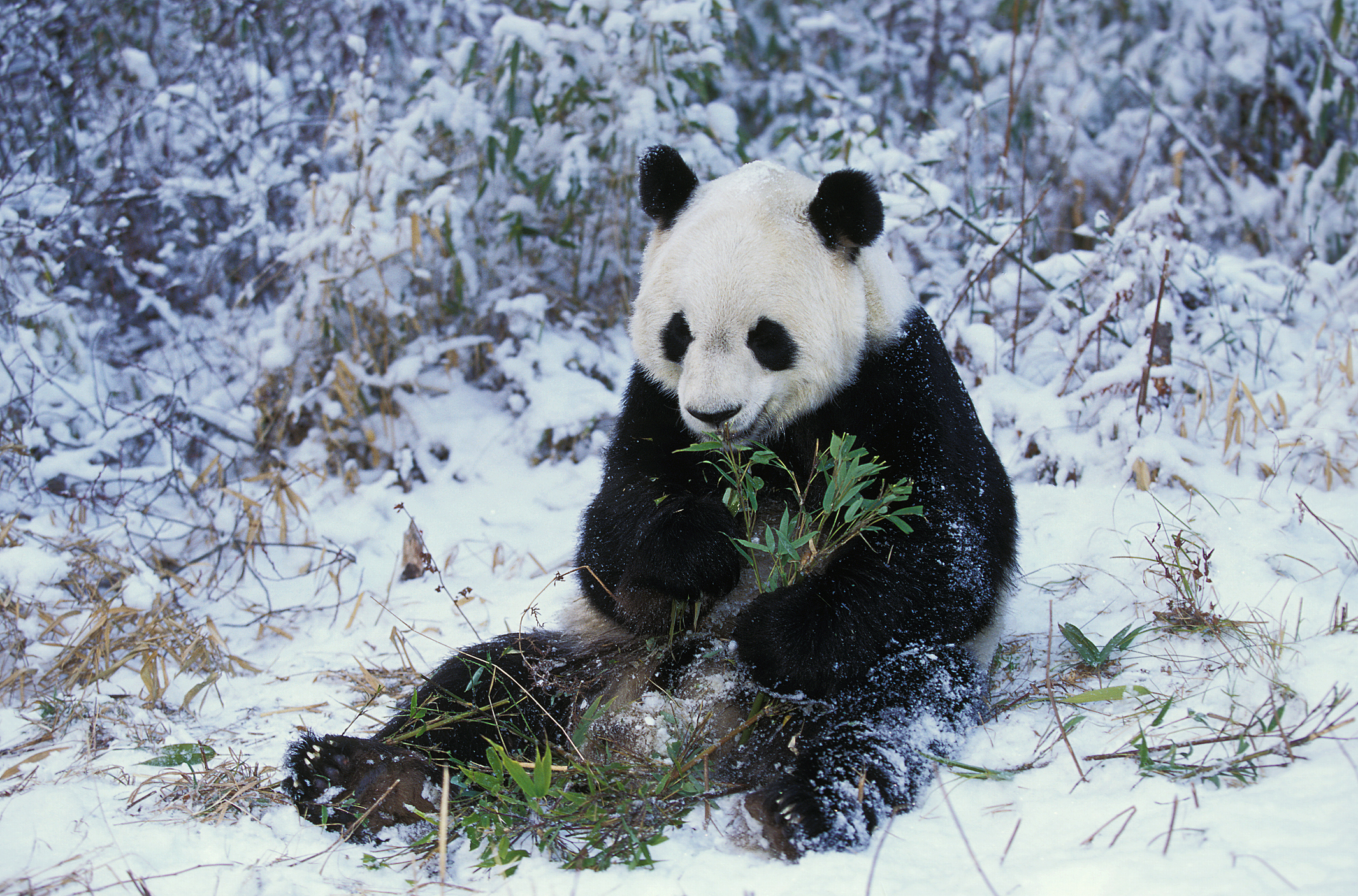 Черно-белый окрас защищает панду от врагов