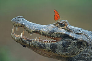 Лазят по деревьям и глотают камни: 8 интересных фактов о крокодилах
