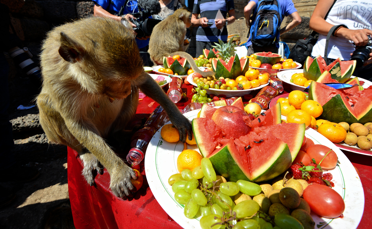 Фуршет для макак: в Таиланде прошел ежегодный обезьяний фестиваль.Вокруг Света. Украина