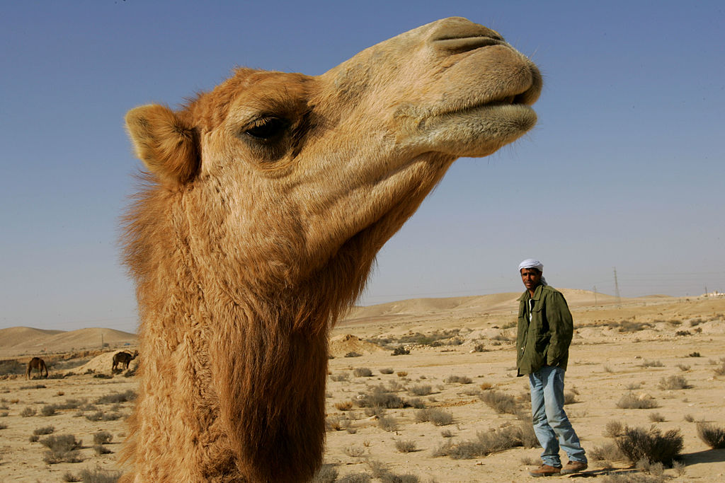 Первая красавица пустыни: на фестивале в ОАЭ выбрали самую красивую верблюдицу.Вокруг Света. Украина