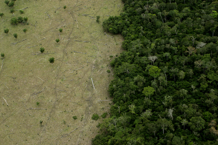 Вырубка лесов в бразильской Амазонии достигла рекордного уровня за 15 лет.Вокруг Света. Украина