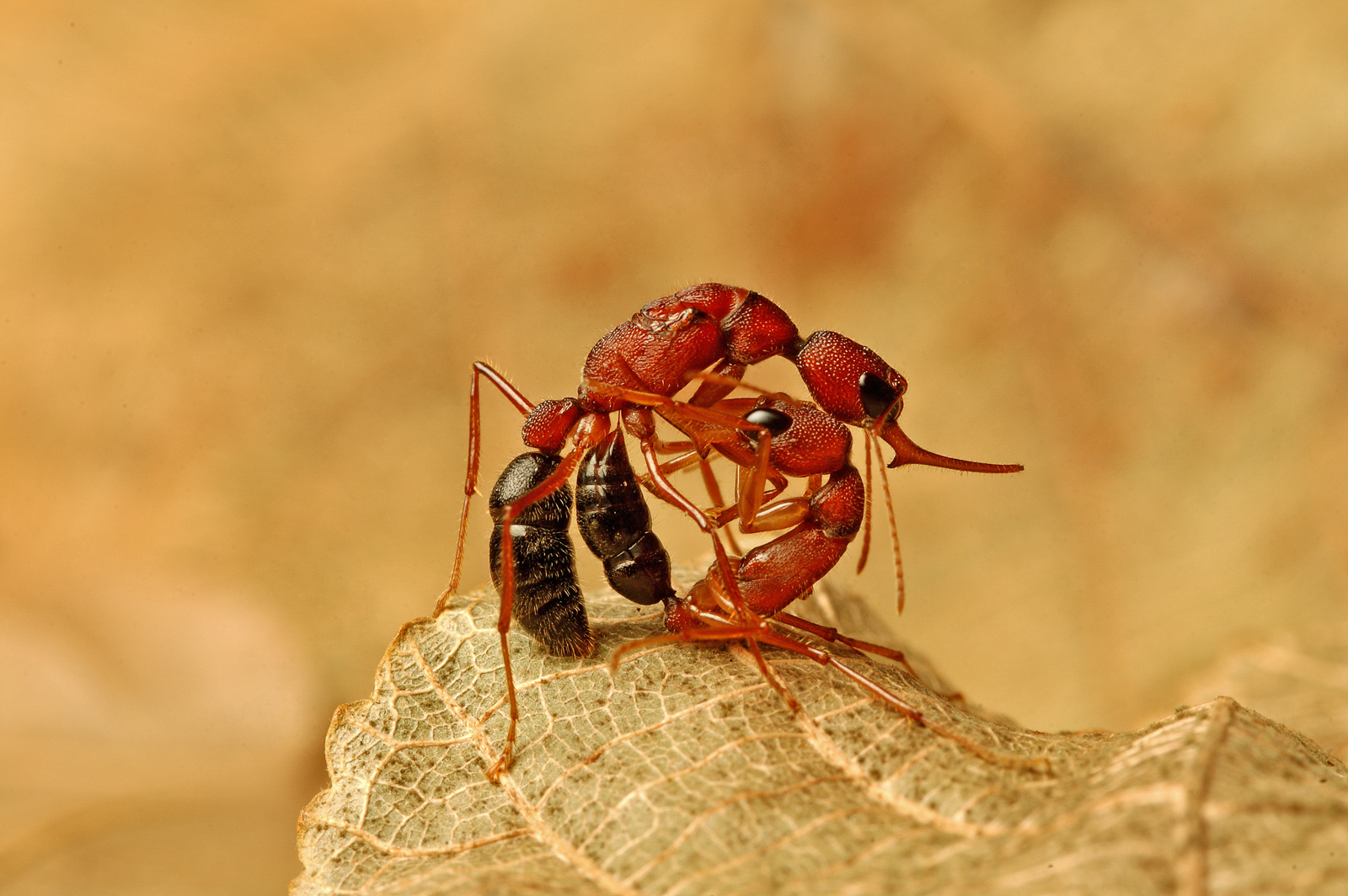 Королева или раб: у прыгающих муравьев социальные роли зависят от единственного белка.Вокруг Света. Украина