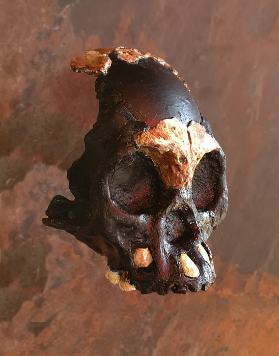 Палеоантропологи нашли первый в мире череп ребенка Homo naledi.Вокруг Света. Украина