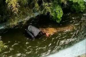 Турист перепутал живого крокодила со скульптурой и чуть не погиб