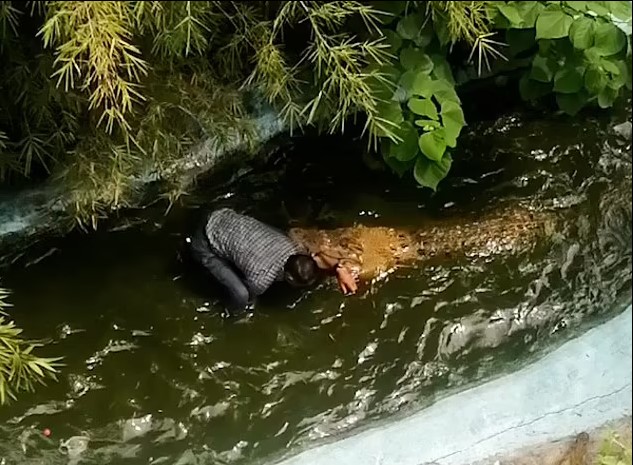 Турист перепутал живого крокодила со скульптурой и чуть не погиб.Вокруг Света. Украина