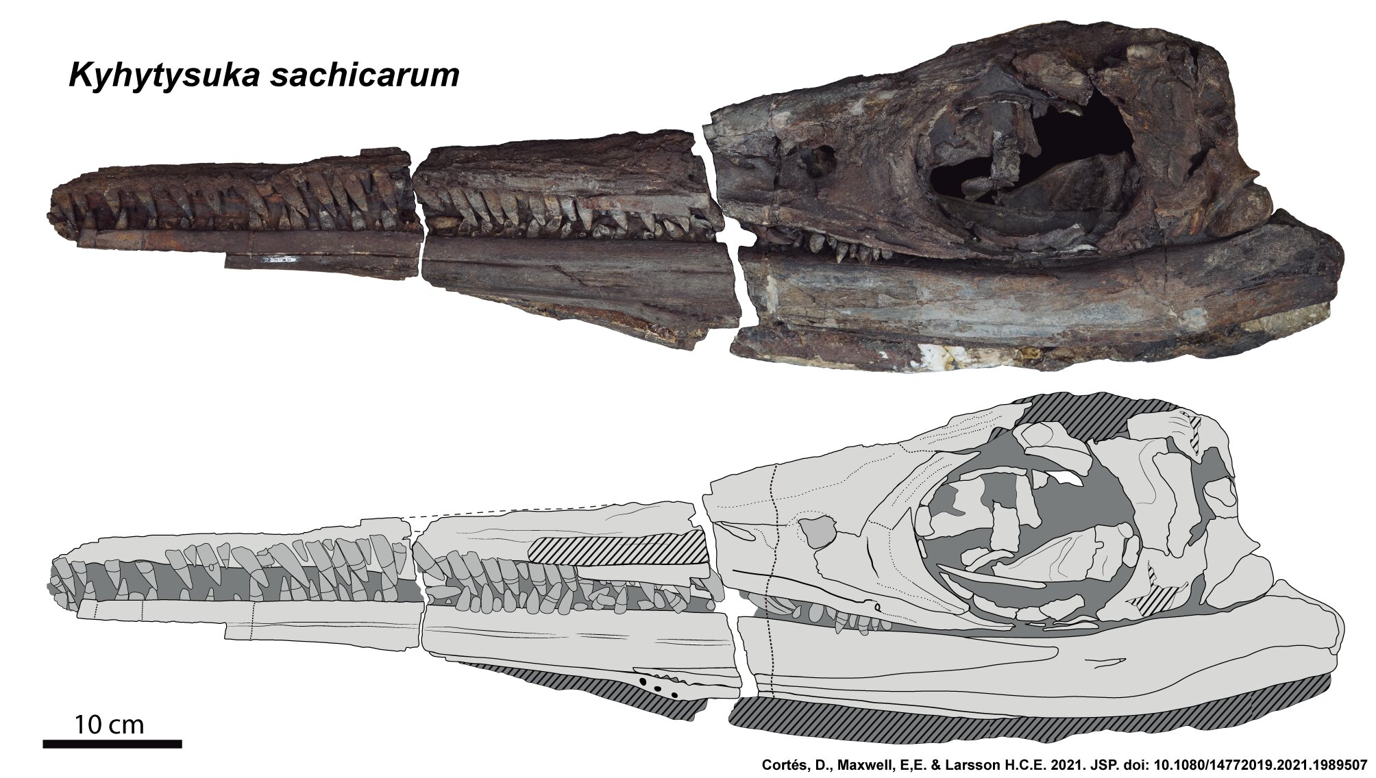 Нашли доисторический замороженную девушку 40 миллионов. Череп ихтиозавра. Скелет ихтиозавра. Ихтиозавр фаланги. Зуб ихтиозавра.