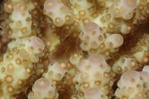 Волшебное зрелище: биологи запечатлели нерест кораллов на Большом Барьерном рифе
