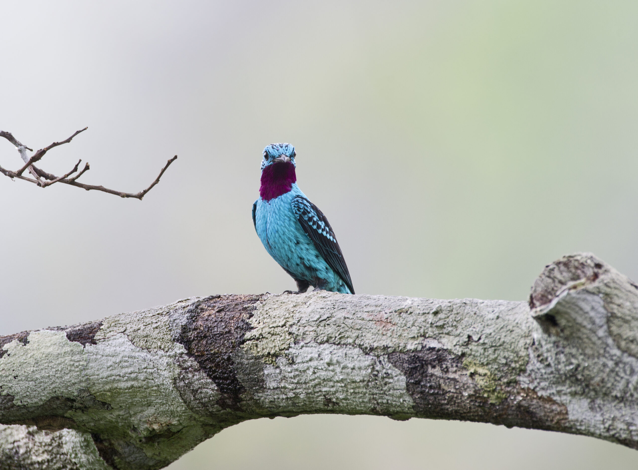 Тропические птицы Амазонии стали выглядеть иначе из-за глобального потепления