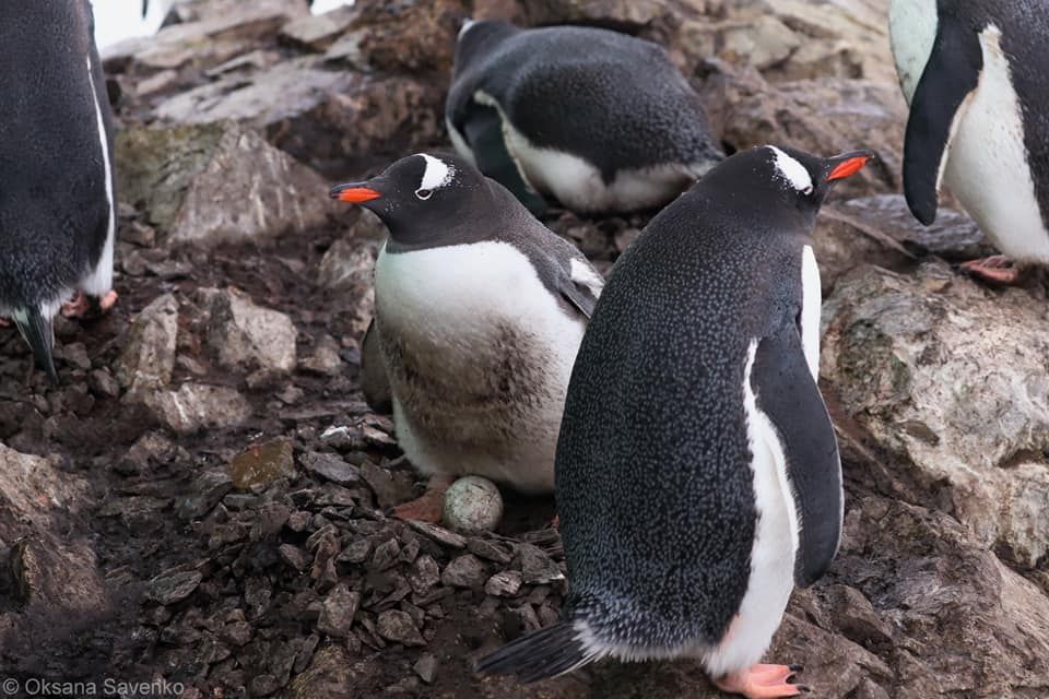 В Антарктиде начался сезон размножения у пингвинов.Вокруг Света. Украина