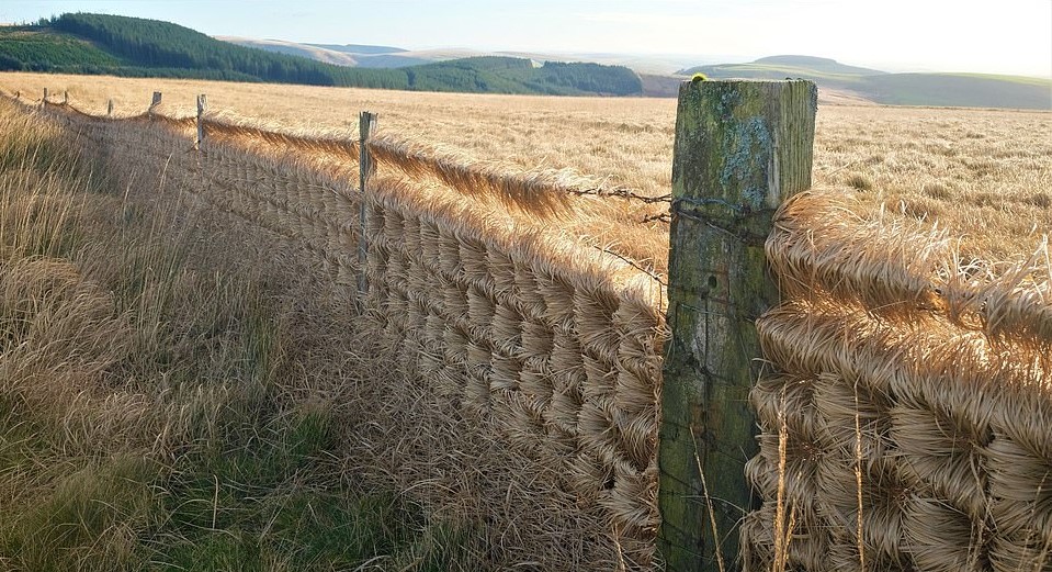 Шторм превратил ограду поля в произведение искусства