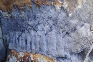 На пляже в Англии нашли окаменелость огромной 50-килограммовой многоножки
