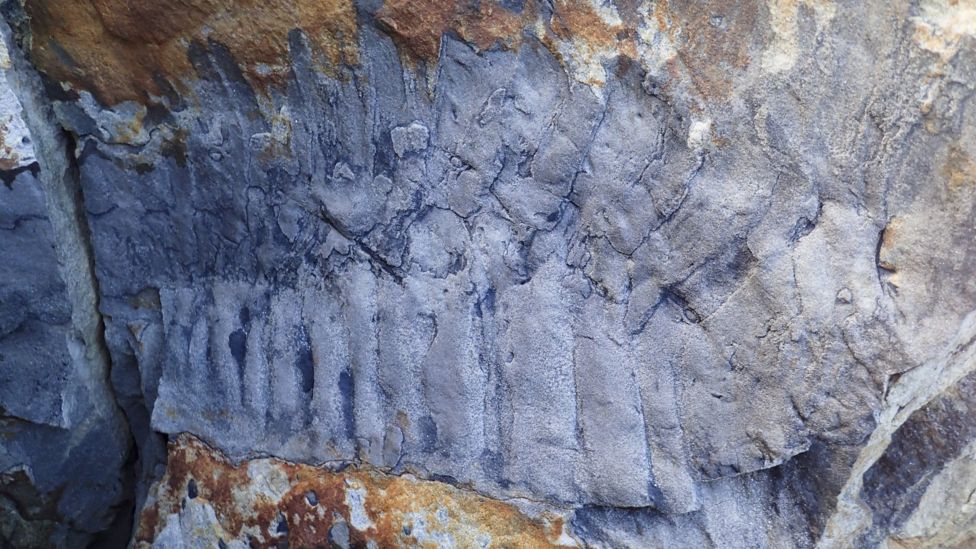 На пляже в Англии нашли окаменелость огромной 50-килограммовой многоножки.Вокруг Света. Украина