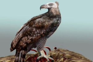 Палеонтологи узнали, чем вымерший орел из Новой Зеландии был похож на грифа